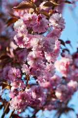 Close-up of blooming cherry blossoms with soft pink petals and warm sunlight