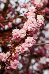 Close-up of blooming cherry blossoms with soft pink petals and warm sunlight