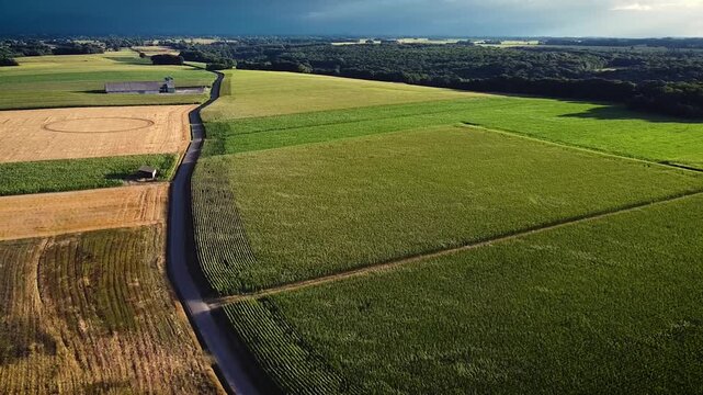 survol d'un champ de ma&iuml;s pendant une temp&ecirc;te de vent