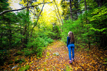Young woman person back standing looking up at trees on hiking trail through pine forest woods in Dolly Sods wilderness, West Virginia in autumn fall foliage season with fallen leaves