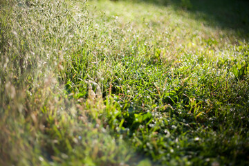 Plants in the garden with green leaves