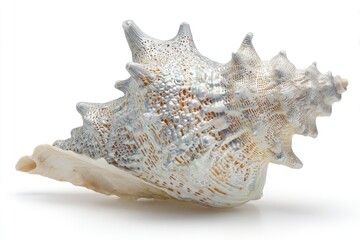 Obraz premium Detailed Seashell With Ornate Design On White Background