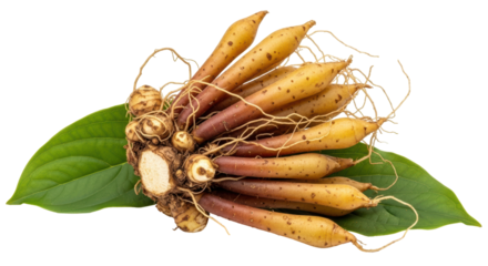 Isolated Fingerroot Rhizomes and Leaf