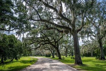 oak tree