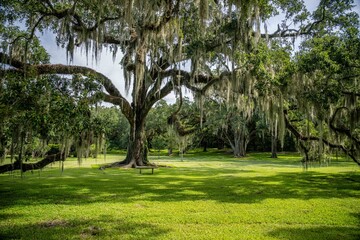 oak tree