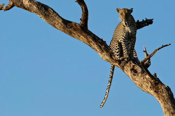 Leopard on a tree with blue sky background, Samburu, Kenya