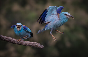 Pair of Squabbling European Rollers