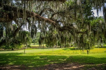 oak tree