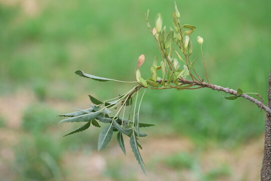 Fraxinus angustifolia, the narrow-leaved ash, is a species of Fraxinus 