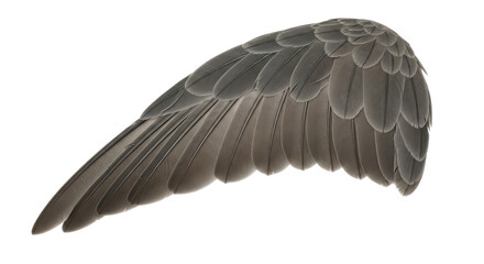 Isolated Bird Wing