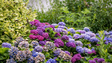 Obraz premium Blooming hydrangea in late summer