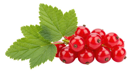 Isolated Red Currants