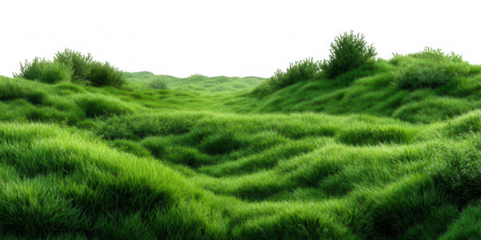 Realistic Green Grass Field PNG – Isolated on Transparent Background for Landscape Design, Nature Projects, and Outdoor Scene Creators