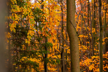 Colorful Autumn Leaves in a Forest Scene