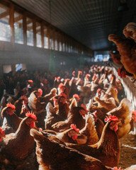 Packed brown hens inside long chicken barn. © Bell