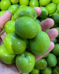 Hand holding small crisp fresh green plums.