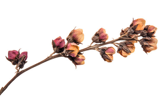 Arri&egrave;re plan blanc avec fleurs s&eacute;ch&eacute;es - G&eacute;n&eacute;rative ia