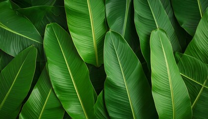 Lush Overlapping Tropical Banana Leaves Texture
