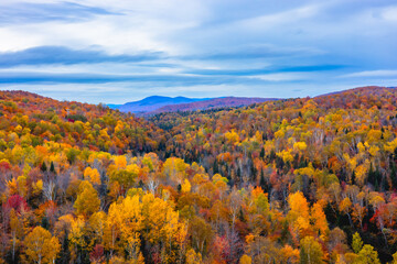 A vibrant autumn forest bursting with endless colors&mdash;reds, yellows, and oranges stretching as far as the eye can see.