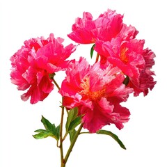 Cluster Of Vibrant Pink Peonies