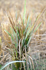 Rice plants do not bear fruit. Damaged rice plants. Close-up of damaged rice plants. Pests on rice plants.