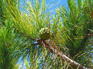 young fresh shoots on a pine tree