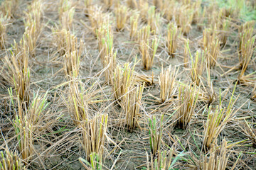 Rice stalks in the rice fields that have been harvested