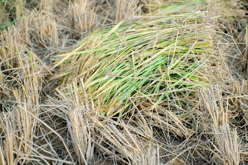 Piles of rice being harvested, rice still attached to the stalks, ripe rice ready to harvest.