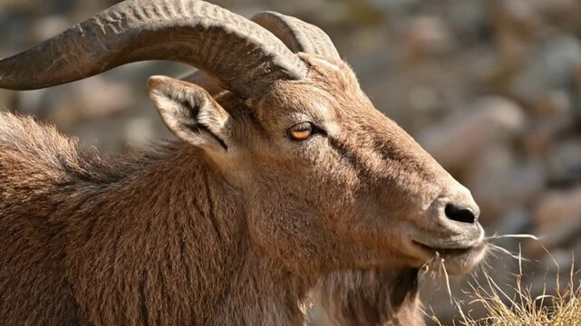 Close-up of a Barbary Sheep Grazing, Showing Horns and Eye Detail