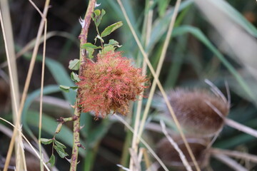 mossy Rose gall