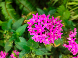 Close-up of pink pentas lanceolata flowers in bloom