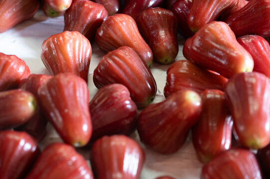 Java apple (Syzygium aqueum)