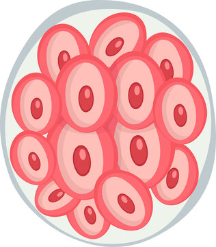 embryo morula