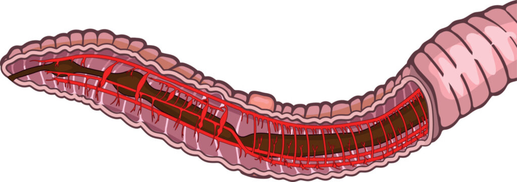 earthworm anatomy diagram, red veins, pink body clip art preview