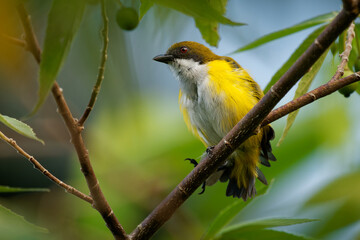 Yellow-sided flowerpecker Dicaeum aureolimbatum small bird in Dicaeidae endemic to Sulawesi, natural habitats are subtropical or tropical moist lowland and montane forest