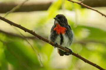 Grey-sided flowerpecker Dicaeum celebicum small grey bird with red breast in Dicaeidae endemic to Indonesia, subtropical or tropical moist lowland and montane forest.