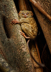 Cute Gursky Spectral tarsier or Tangkasi or Wusing Tarsius spectrumgurskyae, Sulawesi in Indonesia, the smallest primate sitting in the tree, split this species off from the spectral tarsier