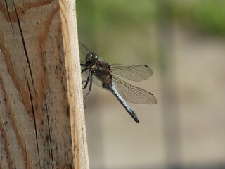 ważka jako duży owad latający nad jeziorami