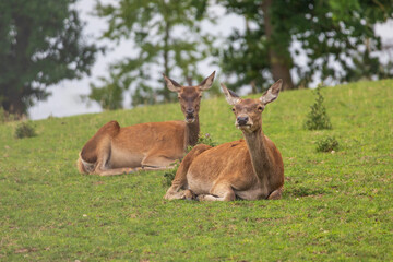 Deer - Cervus and doe in a green meadow at the edge of the forest