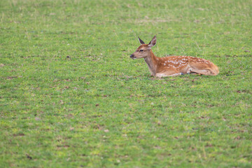 Male baby deer - Fawn is in the green meadow
