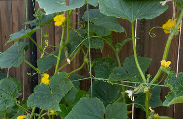 Fototapeta premium Cucumber plant with yellow flowers growing on wooden fence