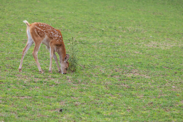 Male baby deer - Fawn is in the green meadow