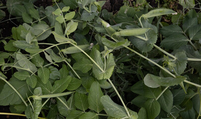 Green peas growing in a garden bed