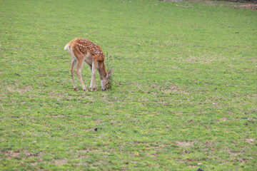 Male baby deer - Fawn is in the green meadow