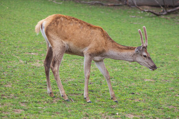 Deer - Cervus and doe in a green meadow at the edge of the forest