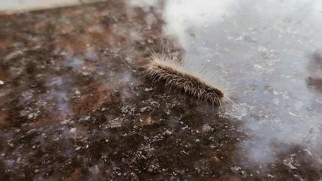 caterpillar, likely a species of processionary caterpillar, such as the Oak Processionary Moth (Thaumetopoea processionea) or an Australian Processionary Caterpillar