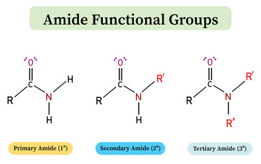 Amide Functional Groups: Primary, Secondary, and Tertiary Amides. Science and Biochemistry Diagram Vector Infographic