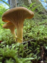 Cantharellus cibarius (Latin: cantharellus, 