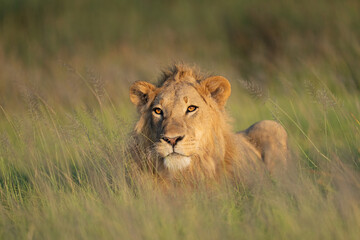 Portrait of a young male lion lying in the tall grass at sunrise