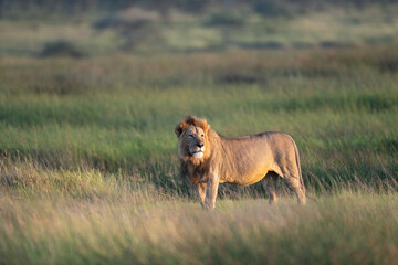 Majestic male lion standing in the grass at sunrise